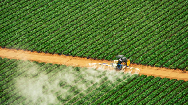 Wasp Removal Services in Essex, IL