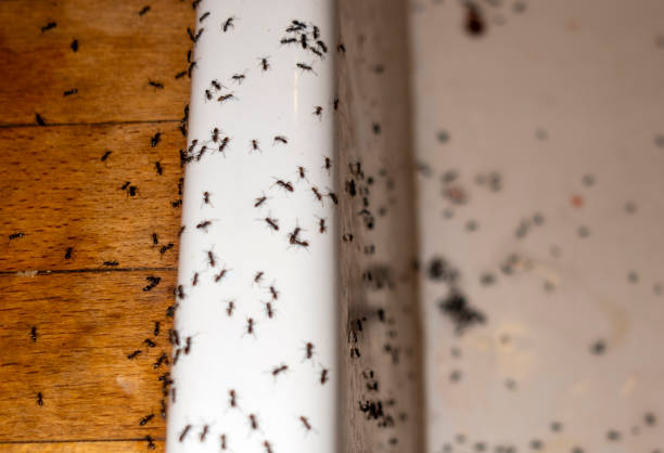 Best Local Pest Control Services  in Essex, IL