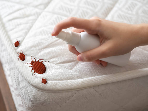 Best Bed Bug Extermination  in Essex, IL
