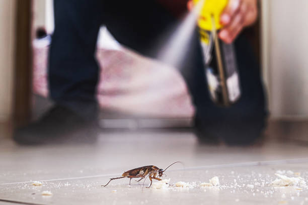 Best Mosquito Control Services  in Essex, IL